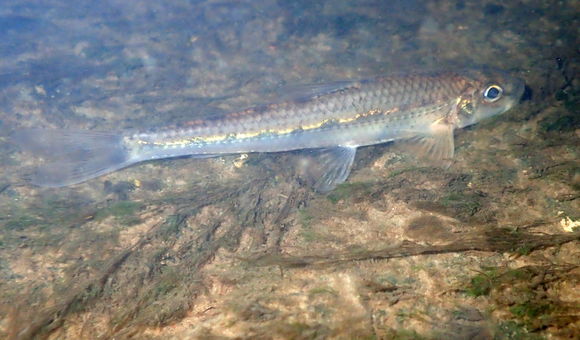 Image of White-finned Gudgeon