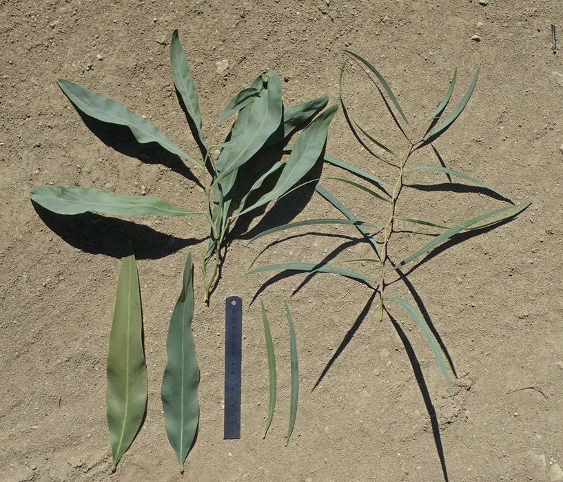 Image of golden wattle