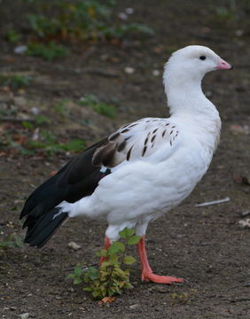 Image of Andean Goose