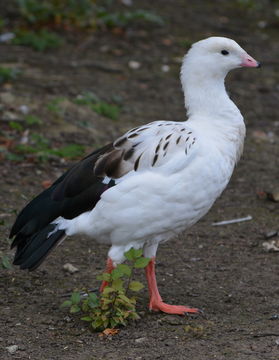 Image of Andean Goose