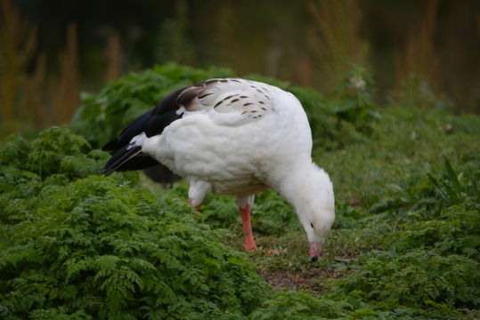 Image of Andean Goose