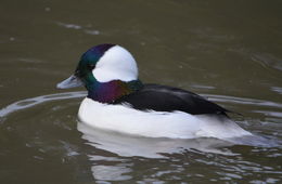 Image of Bufflehead