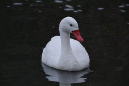 Image of Coscoroba Swan