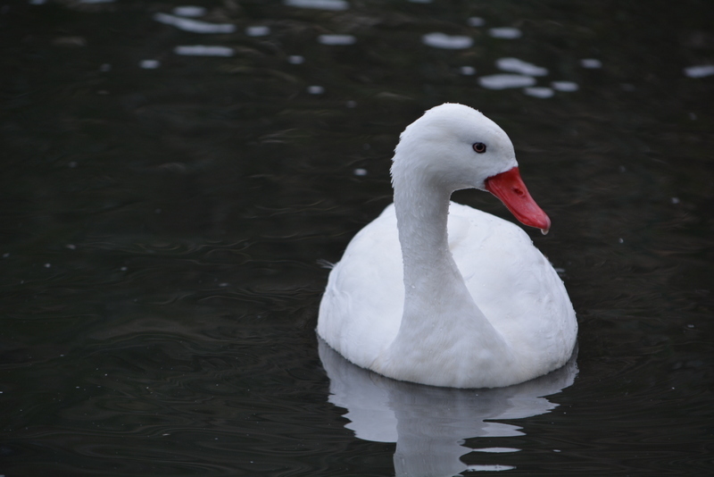 Image of Coscoroba Swan