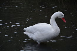 Image of Coscoroba Swan