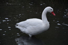 Image of Coscoroba Swan