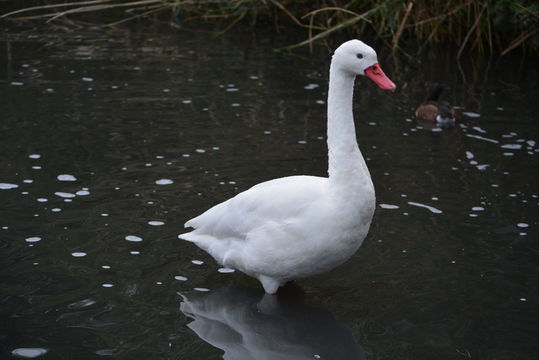 Image of Coscoroba Swan