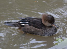 Image of Hooded Merganser