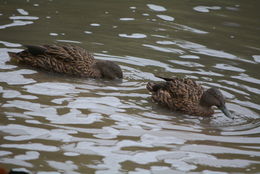 Image of Meller's Duck