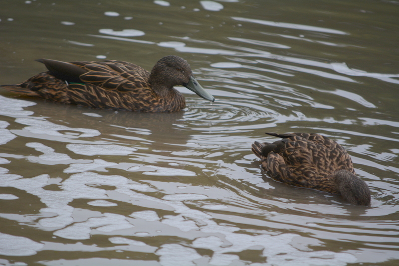 Image of Meller's Duck