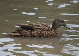 Image of Meller's Duck