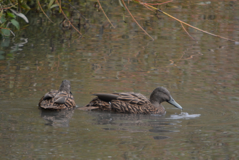 Image of Meller's Duck