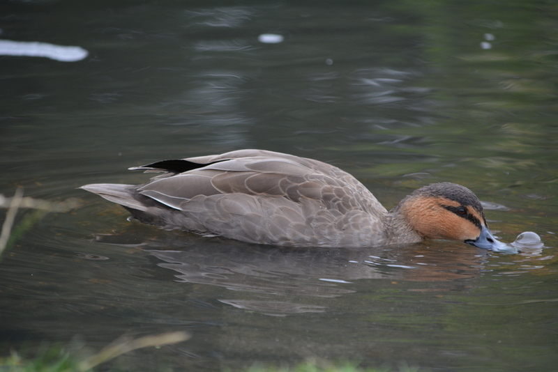 Image of Philippine Duck