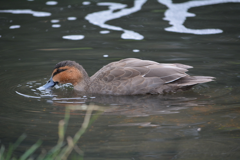 Image of Philippine Duck