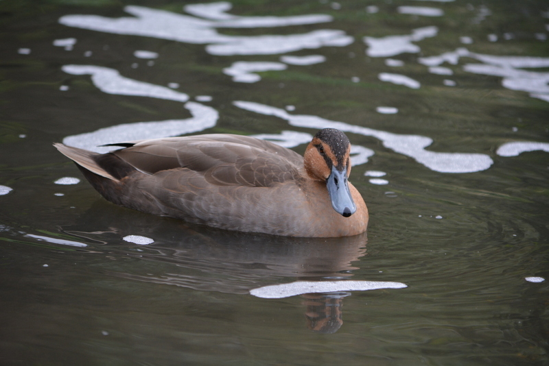 Image of Philippine Duck