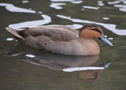 Image of Philippine Duck