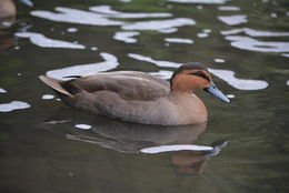 Image of Philippine Duck