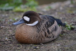Image of Spectacled duck