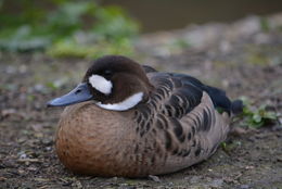 Image of Spectacled duck
