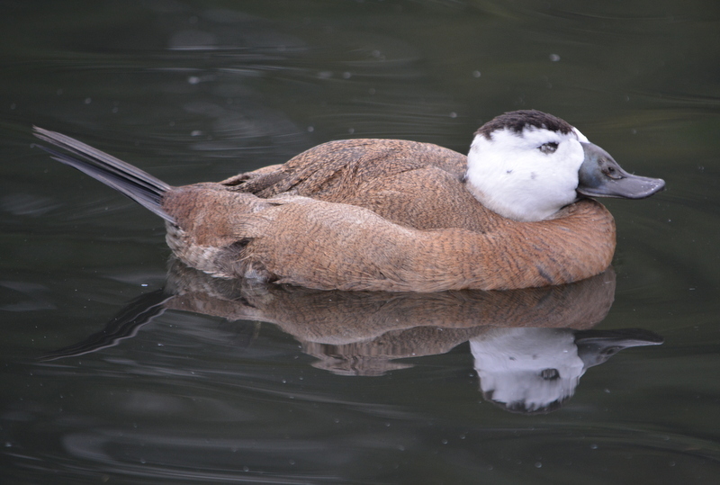 Image of White-headed Duck