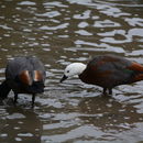 Image of Paradise Shelduck