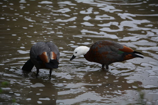 Image of Paradise Shelduck