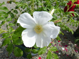 Image of japanese rose