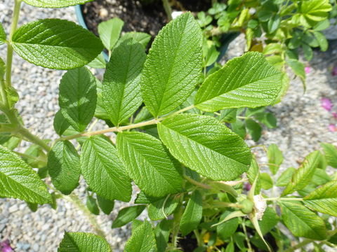 Image of japanese rose