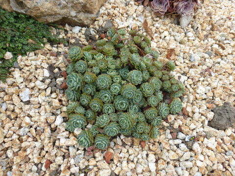 Image of <i>Rhodiola pachyclados</i>