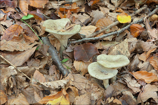 Image of Lactarius blennius (Fr.) Fr. 1838