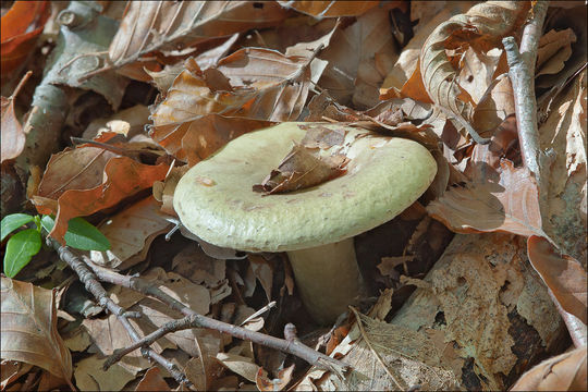 Lactarius blennius (Fr.) Fr. 1838 resmi