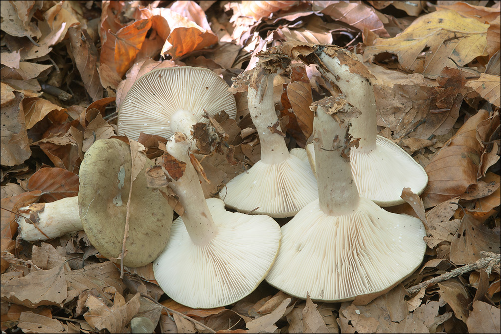 Plancia ëd Lactarius blennius (Fr.) Fr. 1838