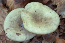 Plancia ëd Lactarius blennius (Fr.) Fr. 1838