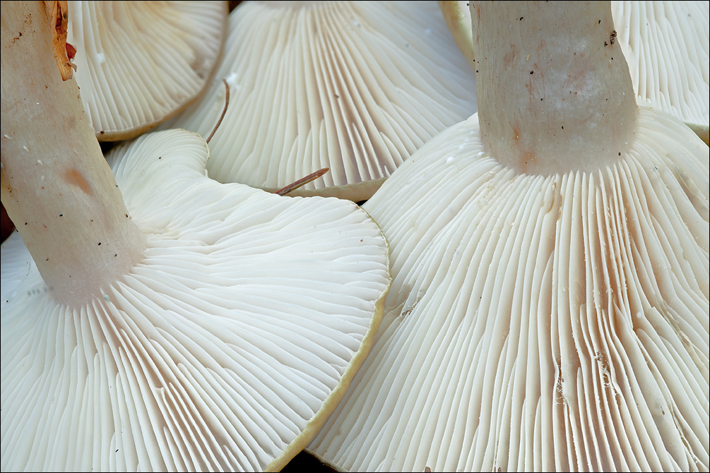 Image of Lactarius blennius (Fr.) Fr. 1838