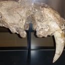 Слика од Smilodon populator Lund 1842