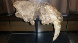 Image of Greater saber-toothed cat