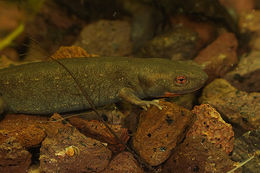 Image of Fuding Fire-bellied Newt