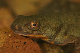 Image of Fuding Fire-bellied Newt