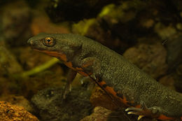 Image of Fuding Fire-bellied Newt