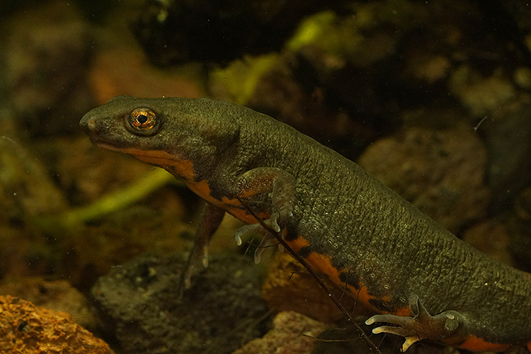 Imagem de Cynops fudingensis Wu, Wang, Jiang & Hanken 2010