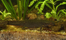 Image of Fuding Fire-bellied Newt