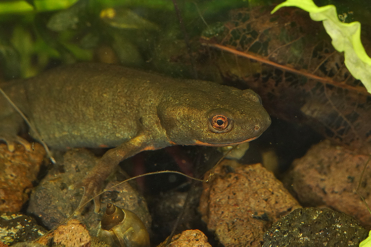 Image of Fuding Fire-bellied Newt