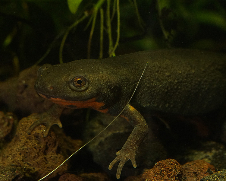 Imagem de Cynops fudingensis Wu, Wang, Jiang & Hanken 2010