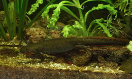 Image of Fuding Fire-bellied Newt