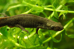 Image of Fuding Fire-bellied Newt