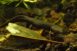 Image of Fuding Fire-bellied Newt