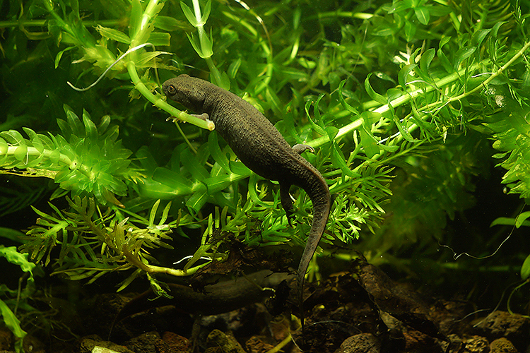 Image of Fuding Fire-bellied Newt