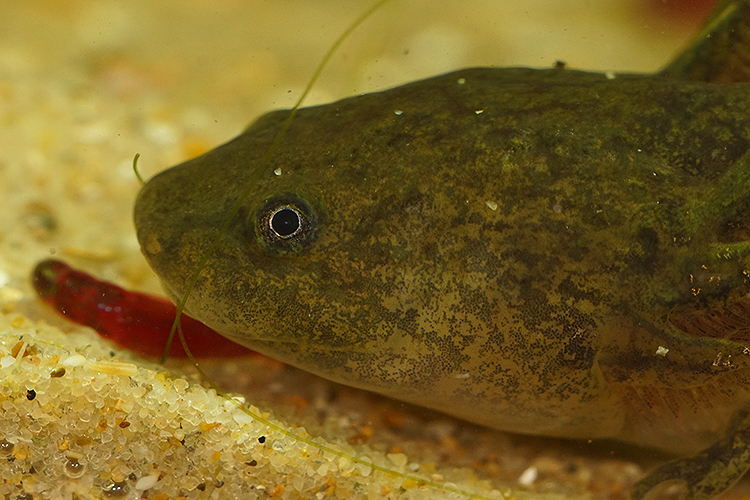 Слика од Ambystoma andersoni Krebs & Brandon 1984