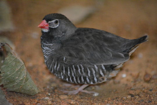 Image de Astrild-caille à face noire