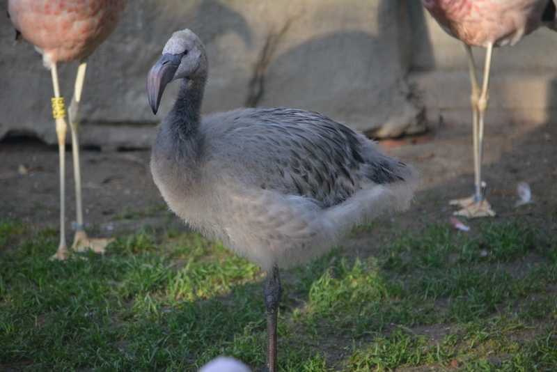 Imagem de Flamingo-andino